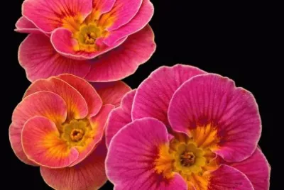 Pink is The New Black jigsaw puzzle