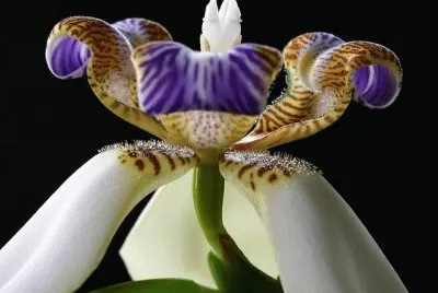 Walking Iris jigsaw puzzle
