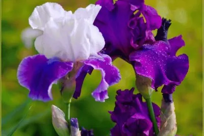 Purple and White jigsaw puzzle