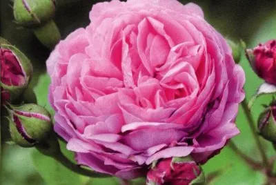 Rosa