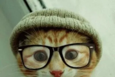 gatito con lentes