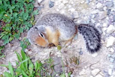 Ground squirrel