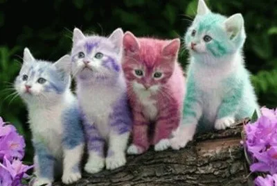gatitos de colores