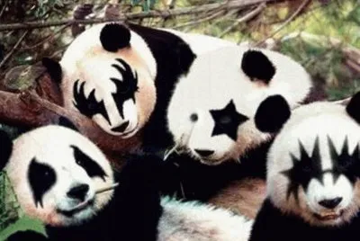 pandas
