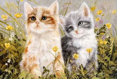 gatinhos