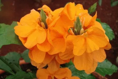 crossandra
