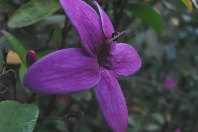 fleur