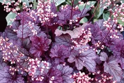 heuchera/pourEva