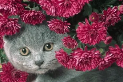 Gatico