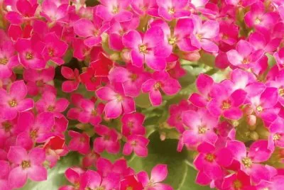kalanchoÃ©