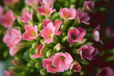 kalanchoÃ©