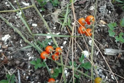 TOMATOES