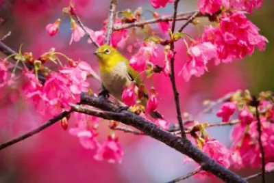 Pajarito