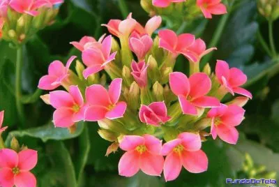 Florzinhas