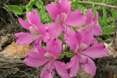 alstroemeria