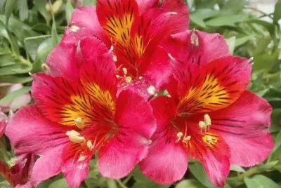 alstroemeria