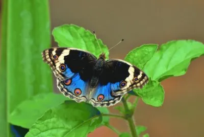 Papallona