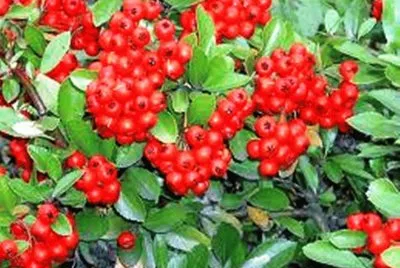 Pyracantha