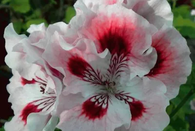 fleurs