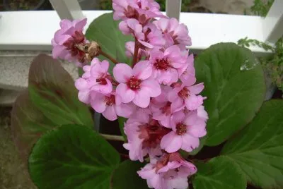 Hortensia d 'hivern
