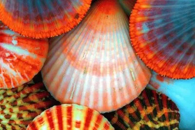 Seashells jigsaw puzzle