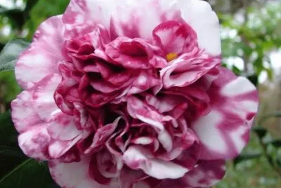 Camellia Japonica