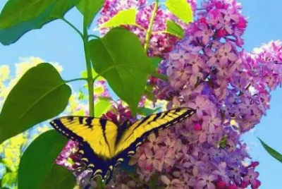 Flower with Butterfly jigsaw puzzle