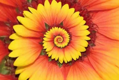 Nature 's Wondrous jigsaw puzzle
