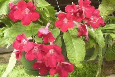 streptocarpus