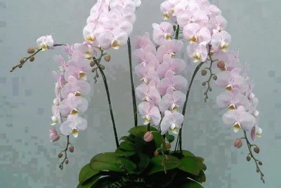 fleurs: orchidÃ©es