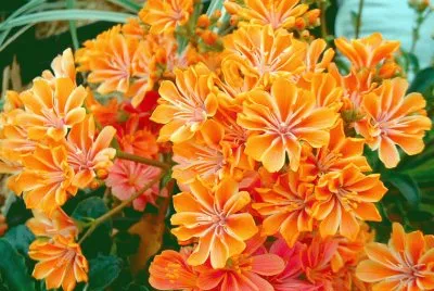 lewisia
