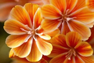 lewisia