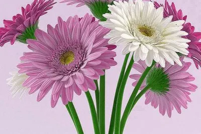 gÃ©rberas jigsaw puzzle