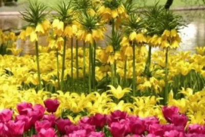 flores