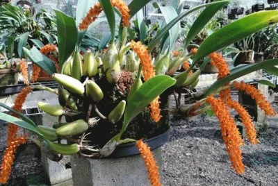 orquidea