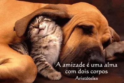 amizade