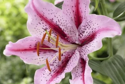 fleurs