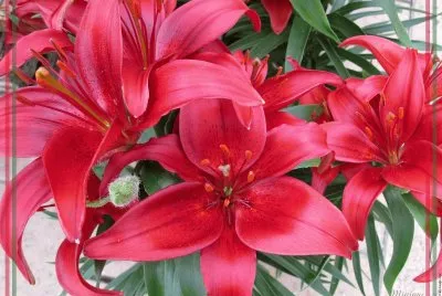 fleurs