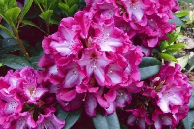 rhododendron