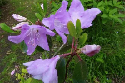 rhododendron