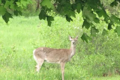 Deer in our backyard
