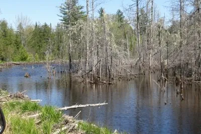 Swamp in the sunshine