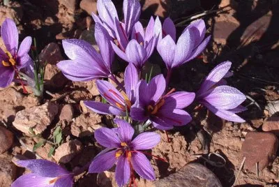 Flor de AÃ§afrÃ£o