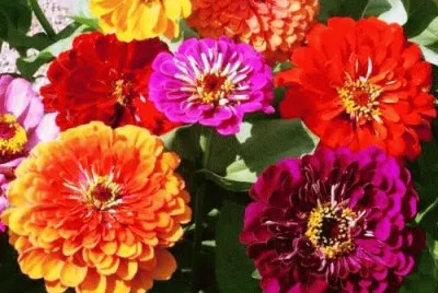 Roses mistiques
