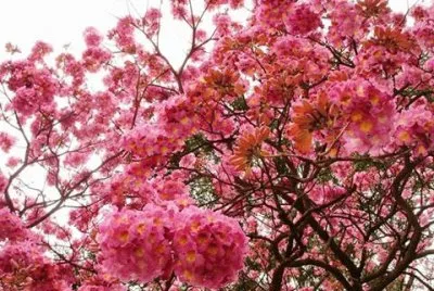 פאזל של - flor de ipe,(ooi)