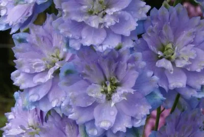 delphinium