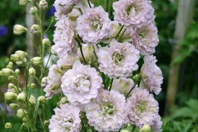 delphinium