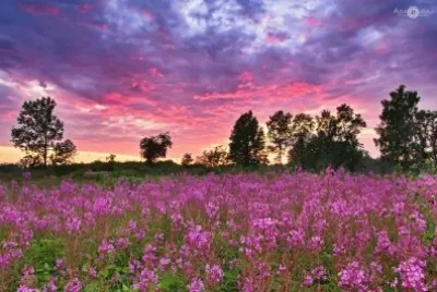 field of purple