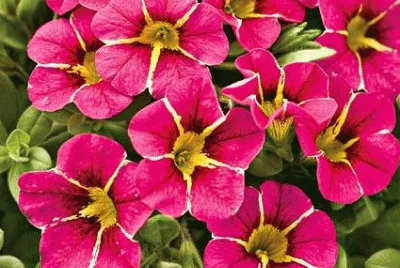 calibrachoa