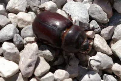 Beetle